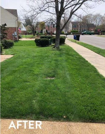 Lawn after service