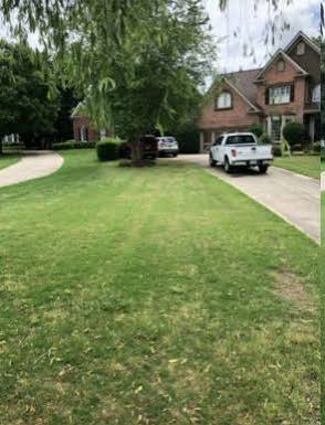 Lawn before service