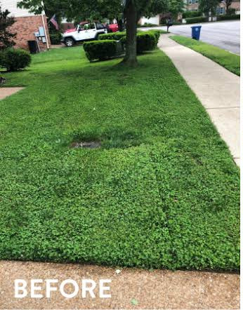 Lawn before service